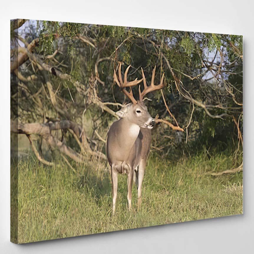 Texas Whitetailed Buck – Deer Animals Canvas Print