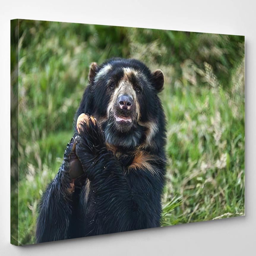 Spectacled Bear Andean Bears Subspecies That – Bear Animals Canvas Print