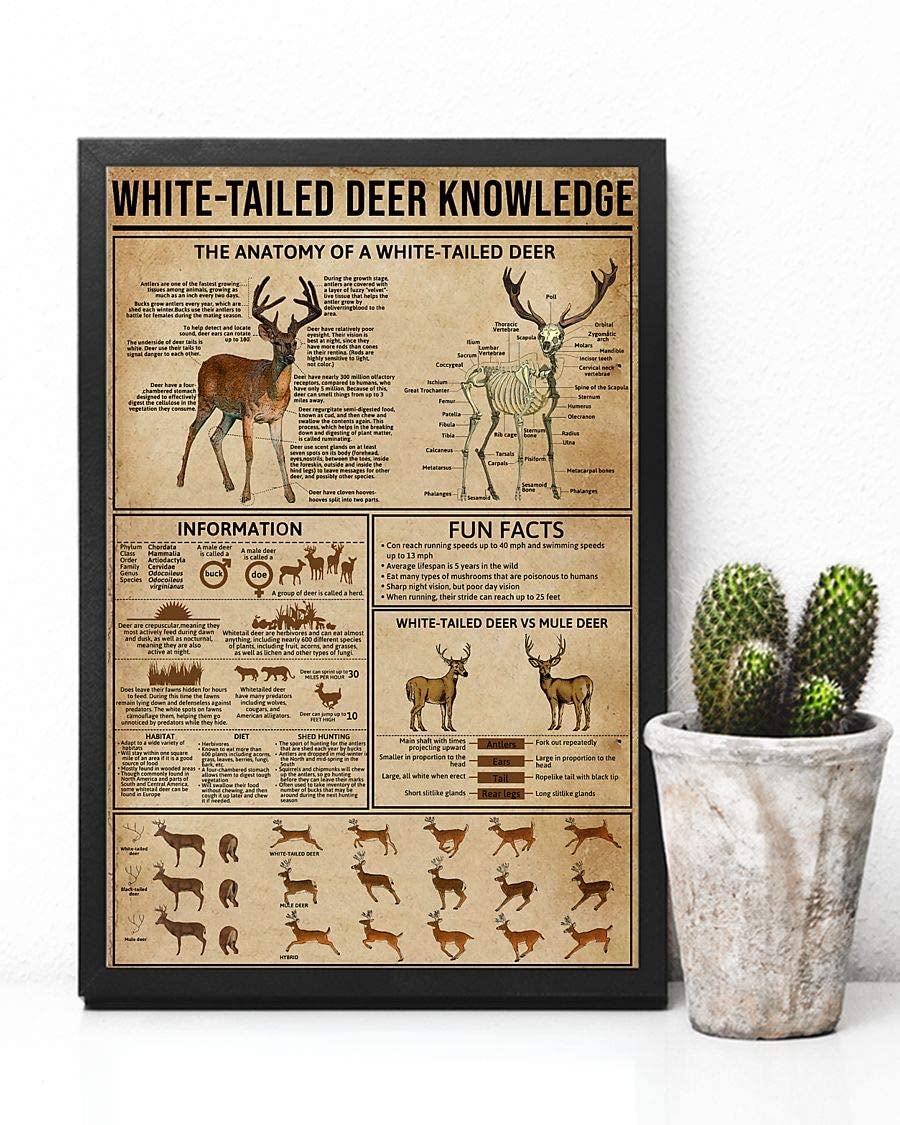 White-Tailed Deer Knowledge The Anatomy Of A White-Tailed Deer Poster