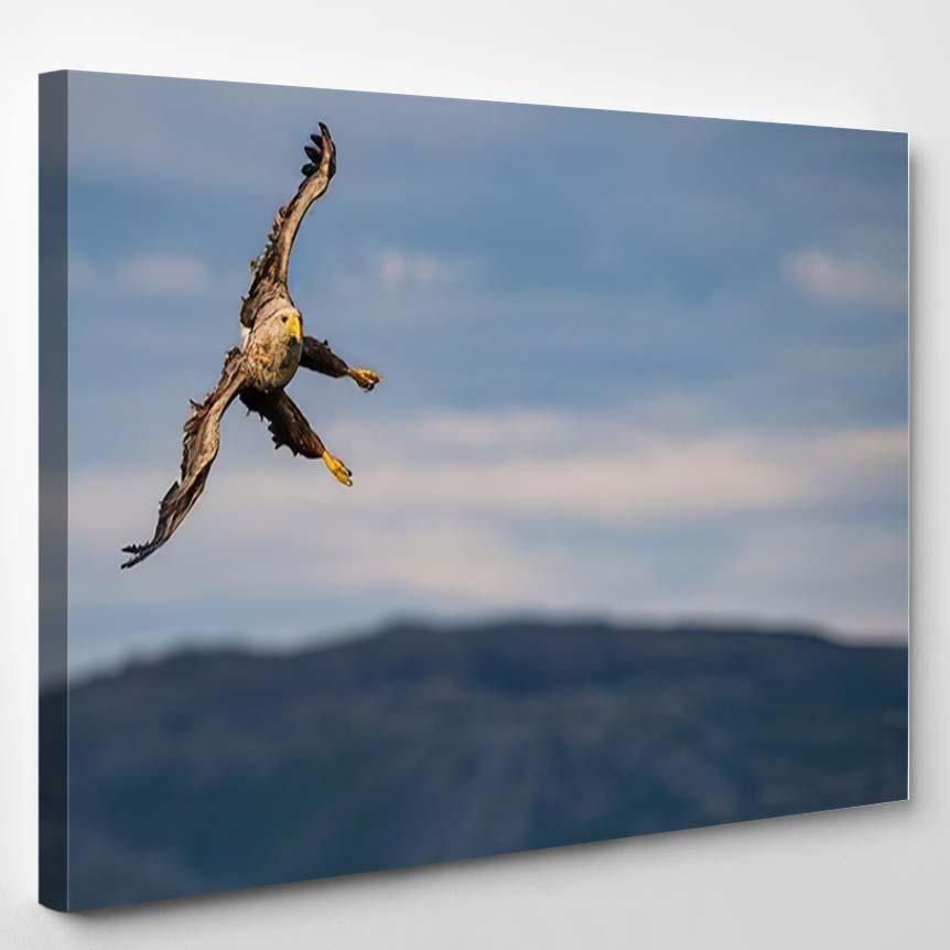 Whitetailed Eagle Haliaeetus Albicilla Just Has 5 – Eagle Animals Canvas Art Wall Decor Christmas Gift Ideas