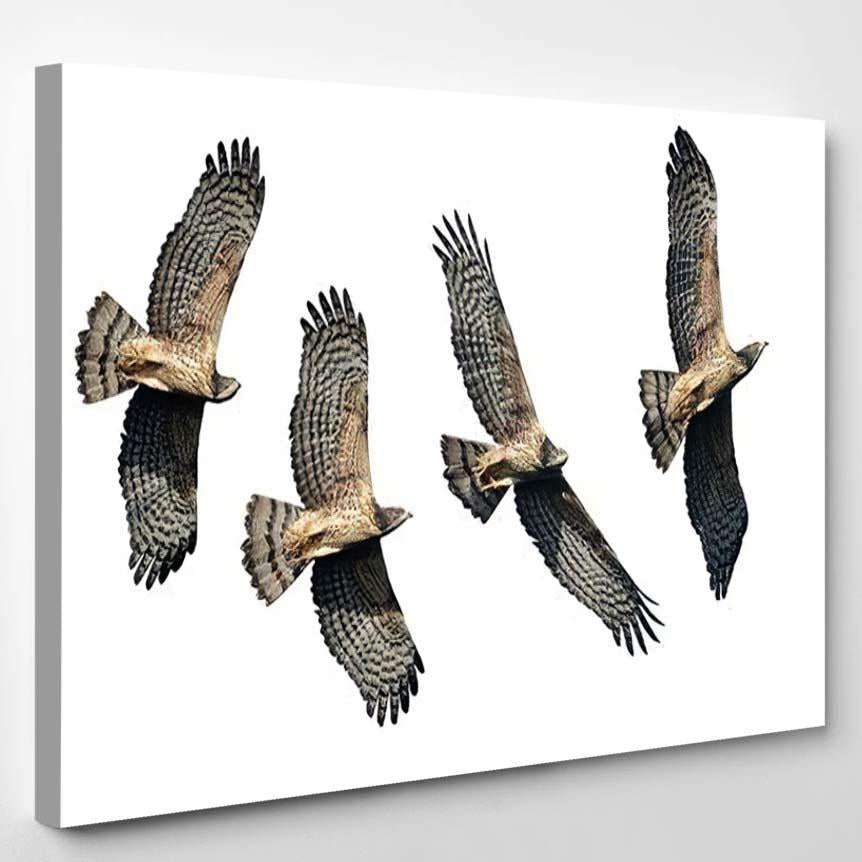 Set Oriental Honey Buzzards Flying Isolated – Eagle Animals Canvas Print