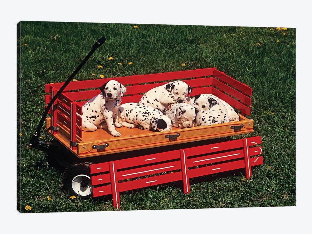 1990s Six Cute Dalmatian Puppy Dogs In Red Wagon Canvas Poster 8″x12″ 12×18″ 18″x26″ 24″x36″ 30″x45″