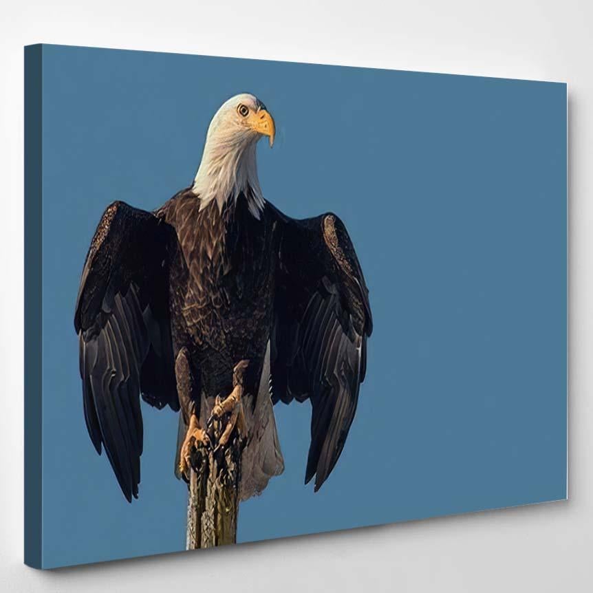 American Bald Eagle On Tree Snag – Eagle Animals Canvas Print