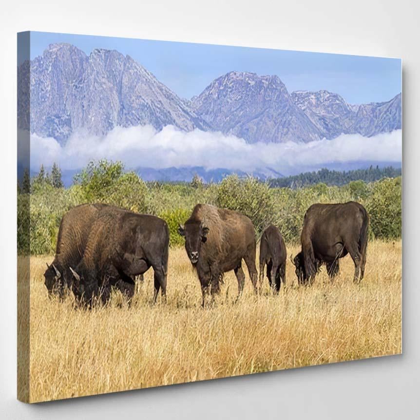 American Bison Grand Teton National Park – Bison Animals Canvas Print