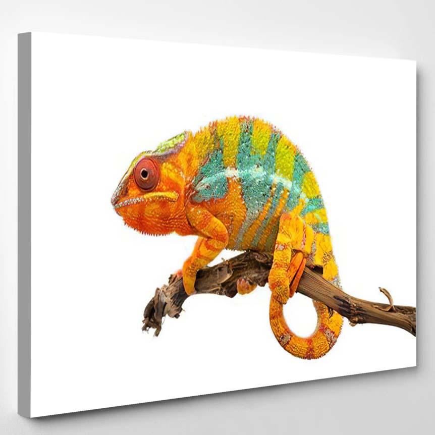 Yellow Blue Lizard Panther Chameleon Isolated 1 – Dragon Animals Canvas Print