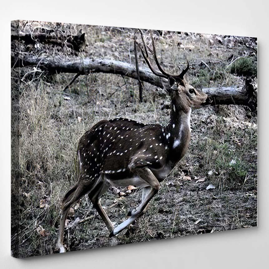 Water Color Painting Deer Known Spotted – Deer Animals Canvas Print