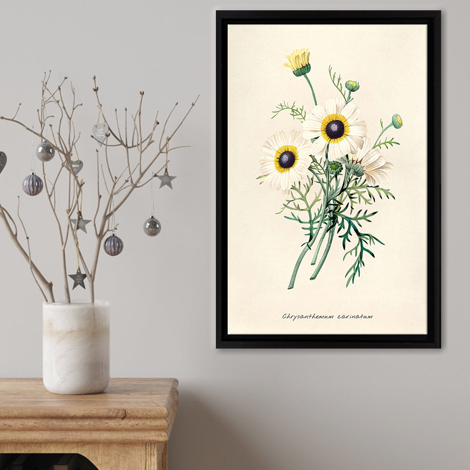 Chrysanthemum Carinatum Framed Canvas Print – Canvas Painting, Canvas Art, Wall Art, Wall Decor