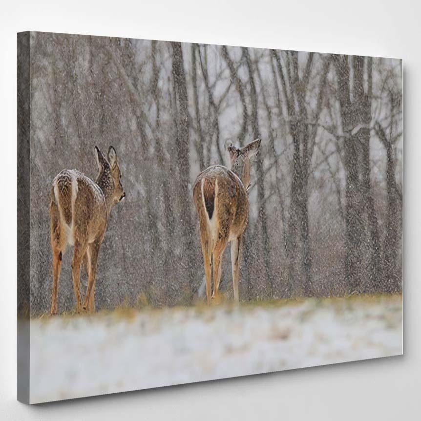 Whitetailed Deer Search Through Snowcovered Fields – Deer Animals Canvas Print