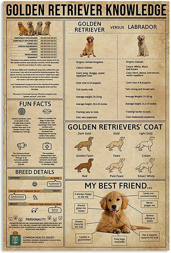 Golden Retriever Knowledge Poster  Canvas