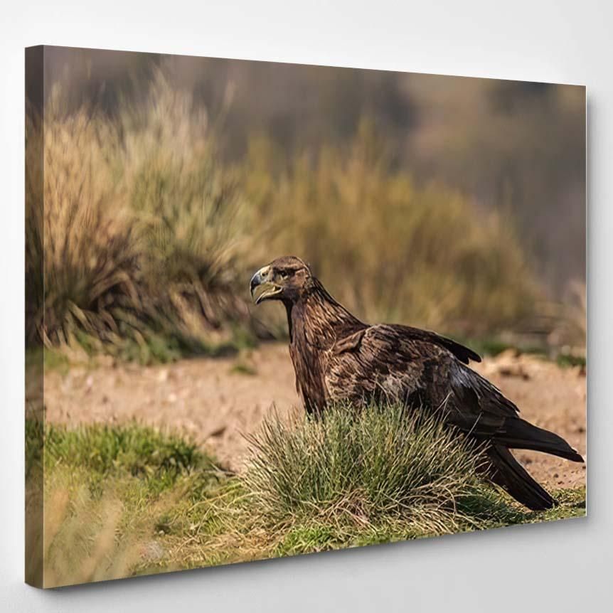 Wild Golden Eagle Perched On Ground – Eagle Animals Canvas Art Wall Decor Christmas Gift Ideas