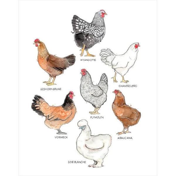 Illustration Of Hen Chicken Farm Animals Portrait Poster & Canvas Gift For Family Wall Decor Wall Art Visual Art