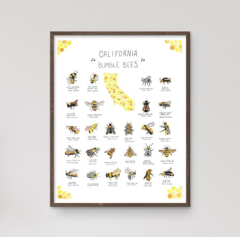California Bumble Bees Poster- Watercolor Print- Bee Keeper Gifts