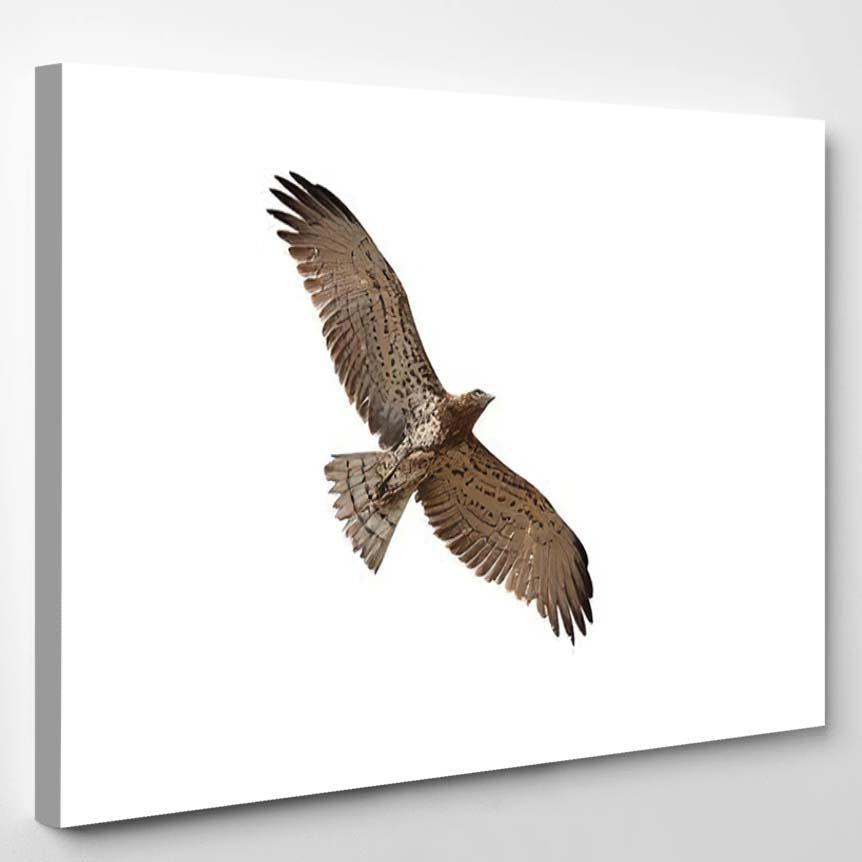 Shorttoed Snake Eagle Flying Isolated On – Eagle Animals Canvas Print