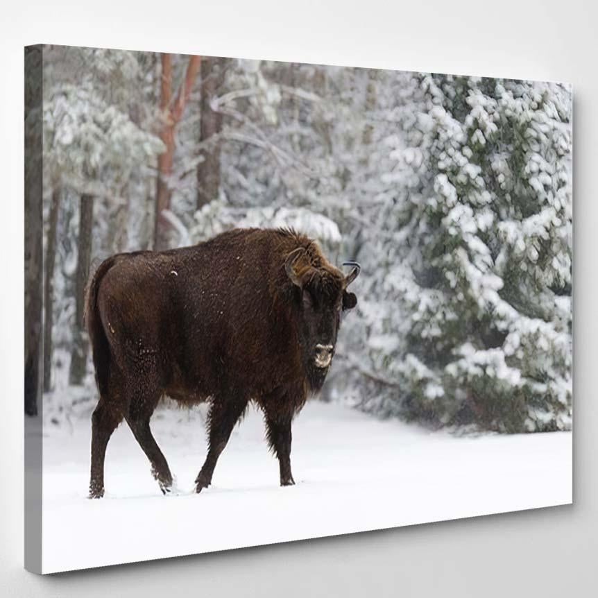 Single Adult Wild European Brown Bison – Bison Animals Canvas Print