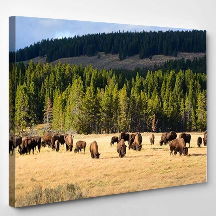 American Bison Buffalo Yellowstone National Park 1 – Bison Animals Canvas Print