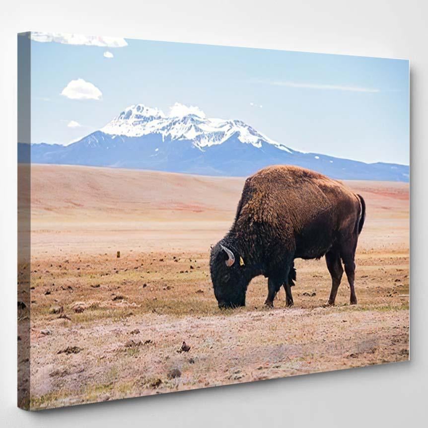 Single Bison Eating Grass On Field – Bison Animals Canvas Print