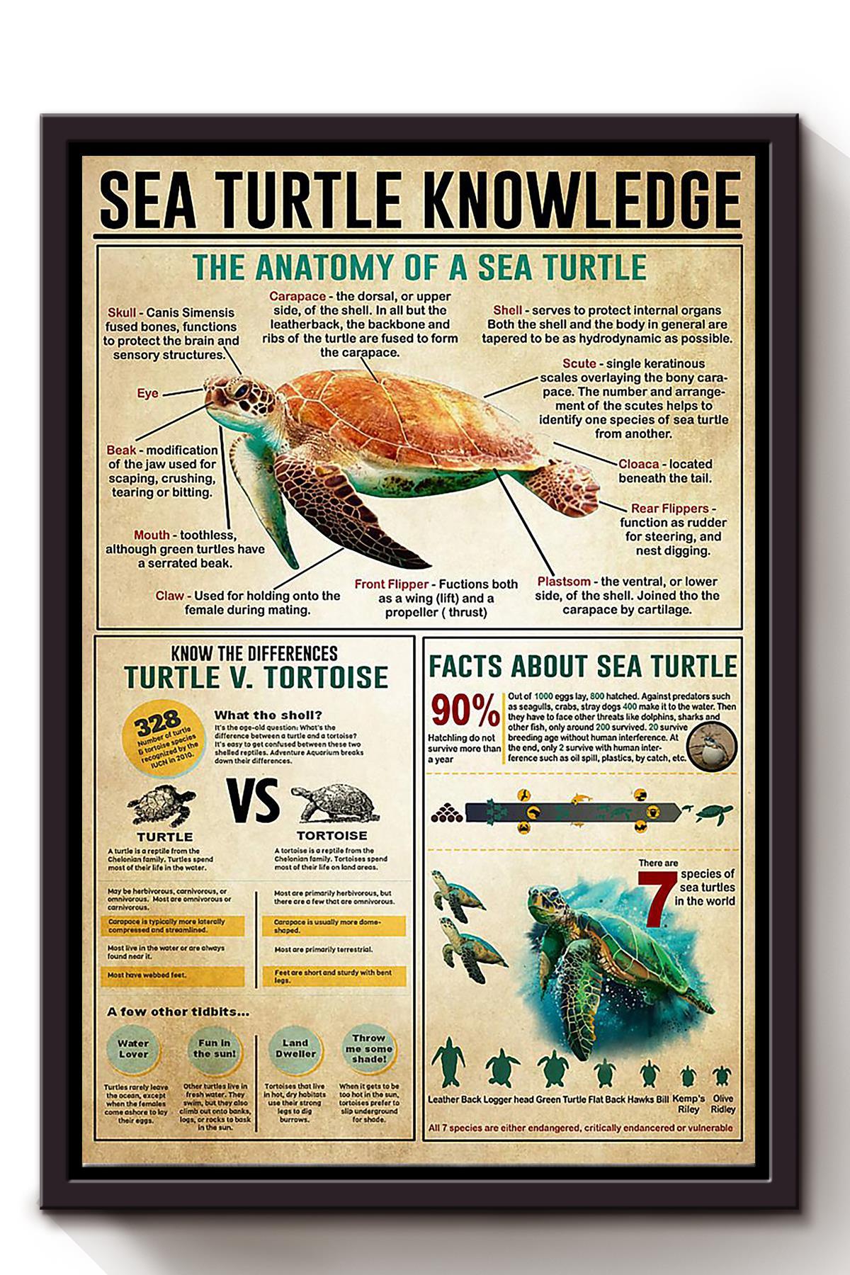 Sea Turtle Basic Information Animal Knowledge Wall Art For Homeschool Home Decor Framed Canvas