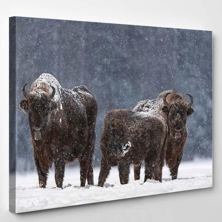 Winter Christmas Image Brown Bison Family – Bison Animals Canvas Print