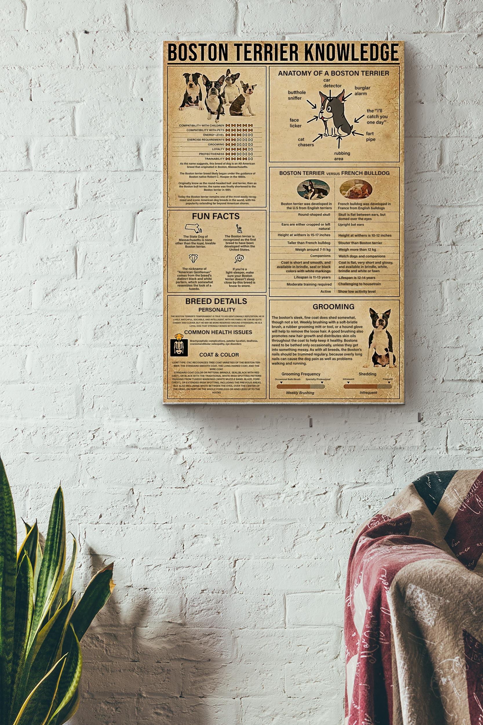 Boston Terrier Knowledge Basic Information Poster – Animal Knowledge Wall Art – Gift For Dog Lover Dog Owner Biologist Wrapped Canvas