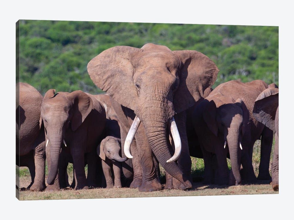 Elephant Tusker Canvas Poster 8″x12″ 12×18″ 18″x26″ 24″x36″ 30″x45″