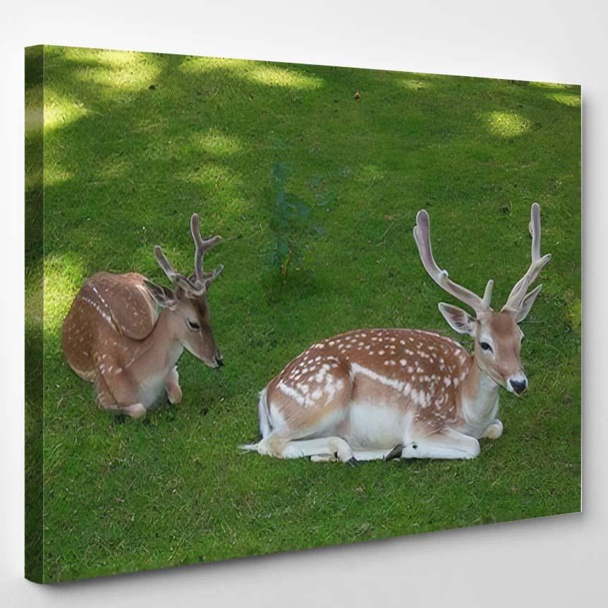 Two Wonderful Red Deer Sitting Grass – Deer Animals Canvas Print