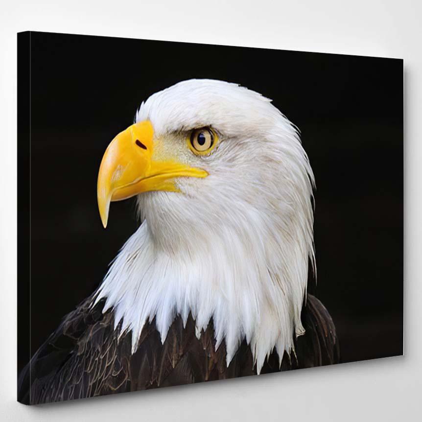 Portrait American Bald Eagle Symbol Freedom – Eagle Animals Canvas Print