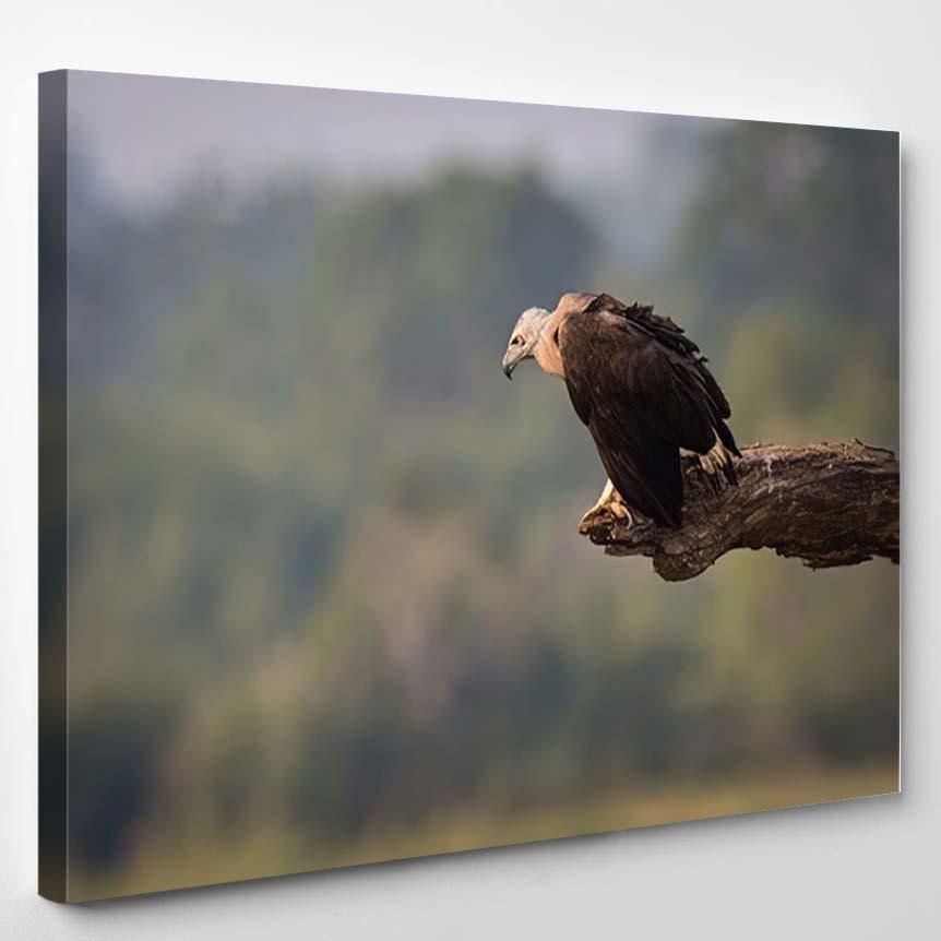 Whitebellied Sea Eagle Haliaeetus Leucogaster Perched – Eagle Animals Canvas Art Wall Decor Christmas Gift Ideas