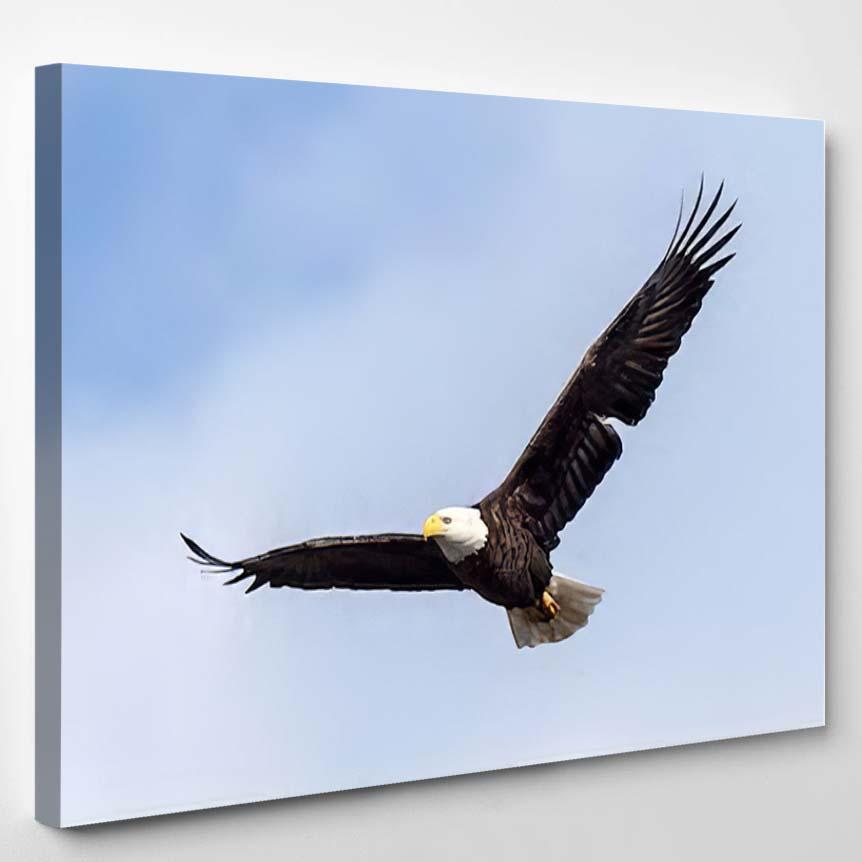 Soaring Bald Eagle 6 – Eagle Animals Canvas Print