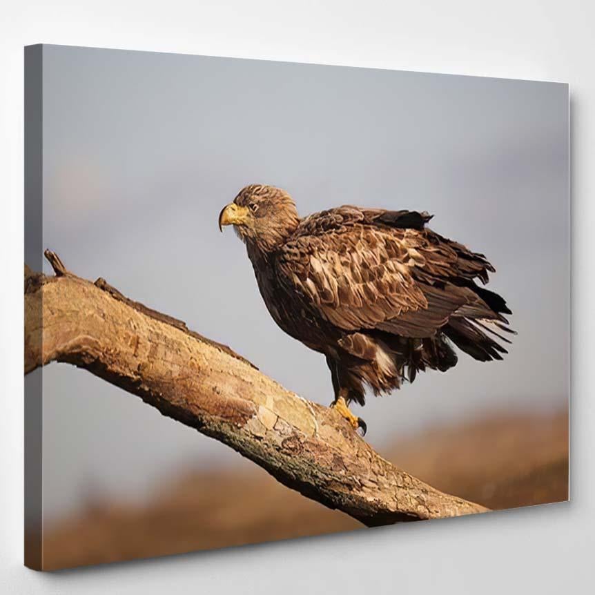 Whitetailed Eagle Haliaeetus Albicillaeagle Relaxes On – Eagle Animals Canvas Print