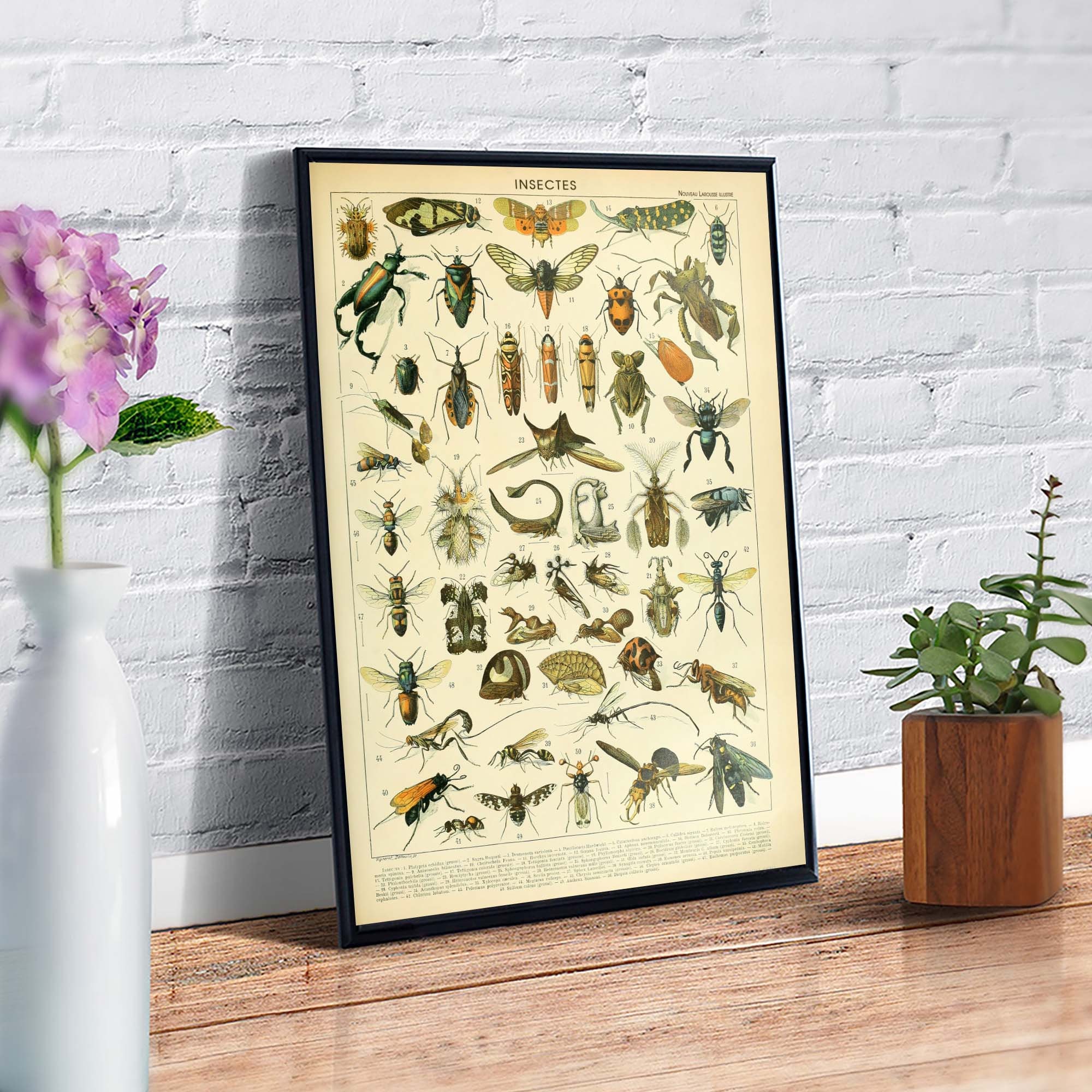 Insect Antique Vintage Poster, Adolphe Millot Poster, Larousse Beetles Bugs Entomology Chart Poster, Science Biology Poster Decor tho162