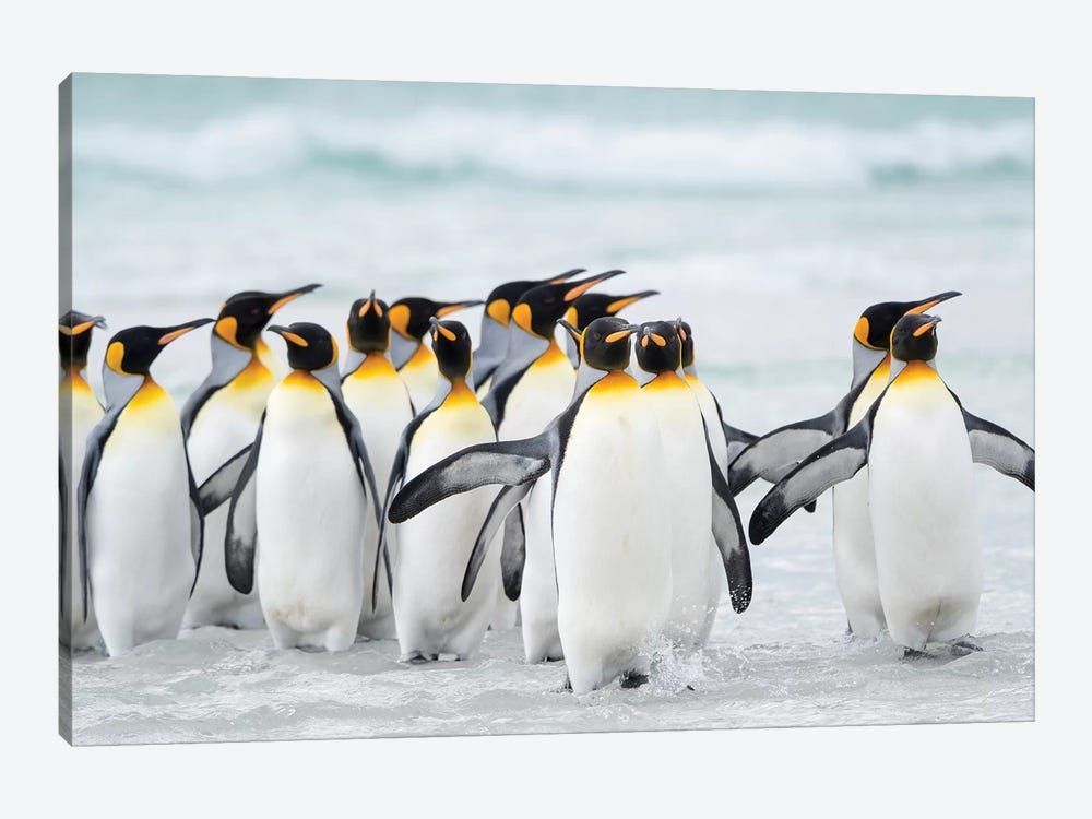 King Penguin, Falkland Islands. Canvas Poster 8″x12″ 12×18″ 18″x26″ 24″x36″ 30″x45″