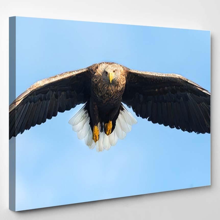 Adult Whitetailed Eagle Flight Front View – Eagle Animals Canvas Print