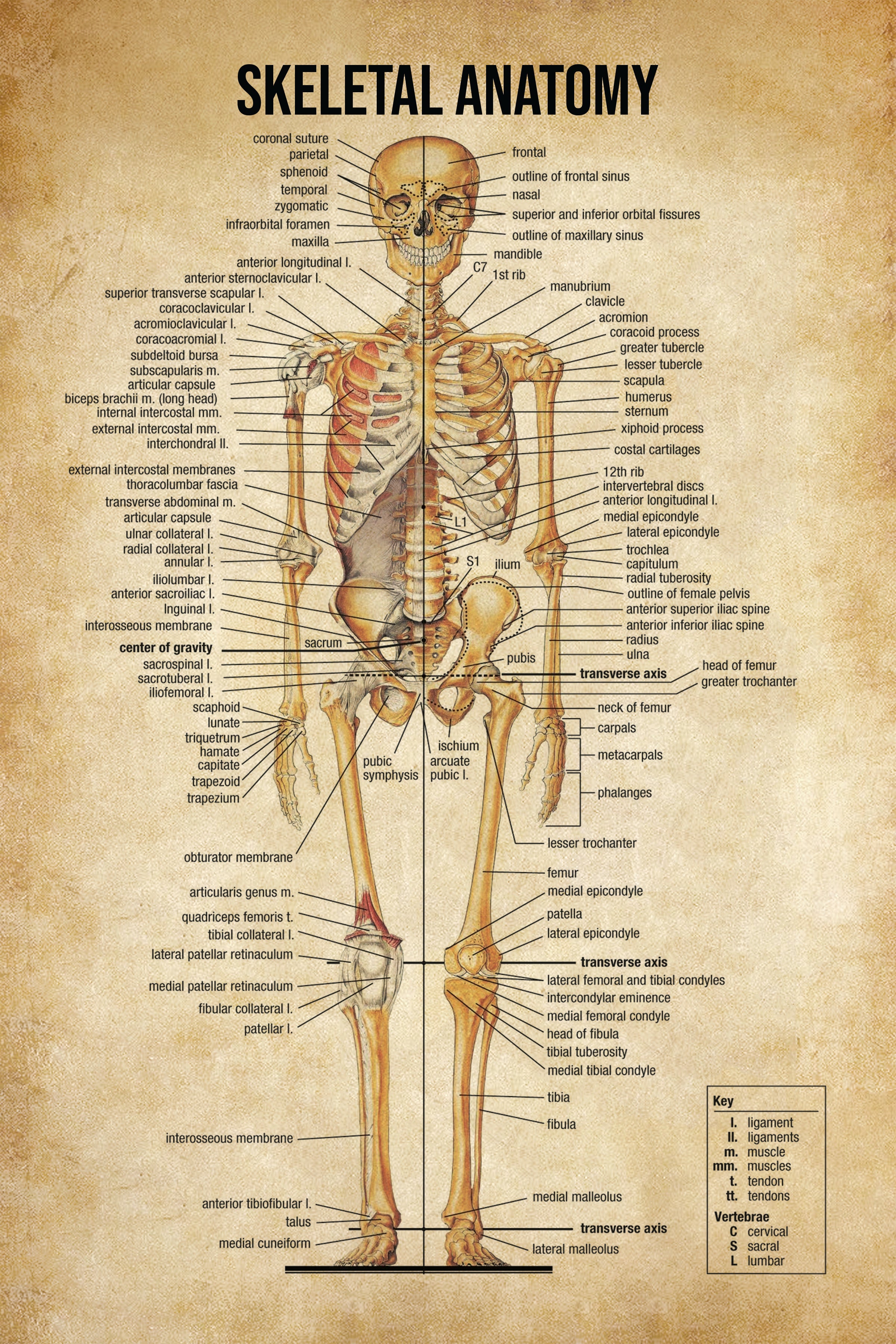 Skeletal Anatomy Poster No Frame Poster Art Design 8102