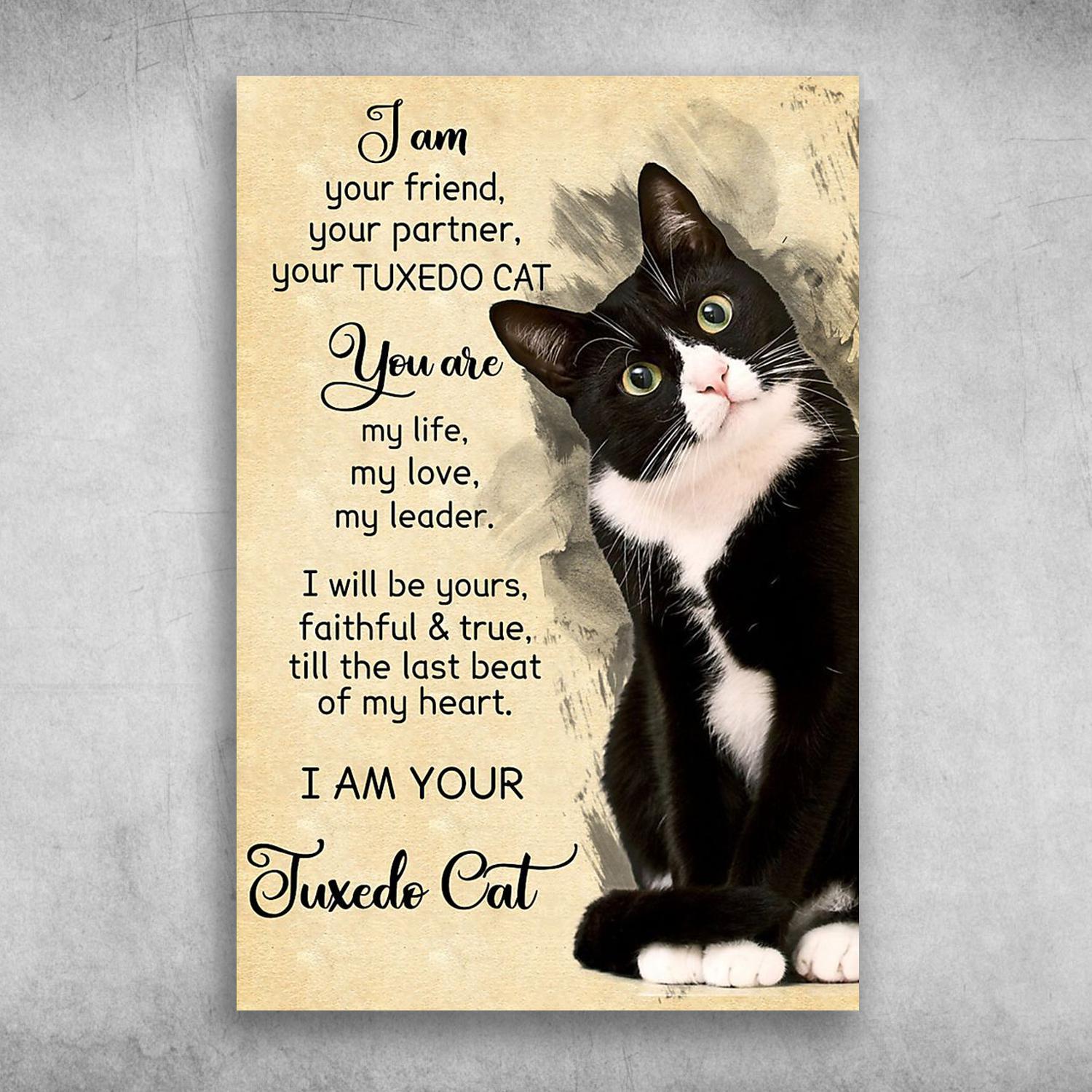 I Am Your Friend I Am Your Juxedo Cat Poster Print Wall Art Canvas Wall Decor