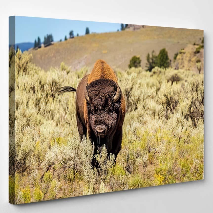 Wild Bison Yellowstone National Park 1 – Bison Animals Canvas Print