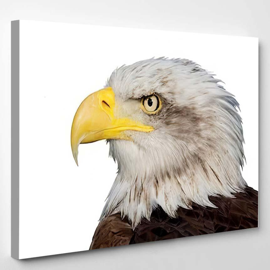 Portrait Fantastic American Bald Eagle – Eagle Animals Canvas Print