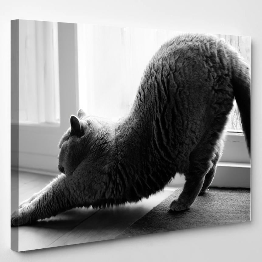 Purebred Blue British Shorthair Cat Stretches – Bear Animals Canvas Print