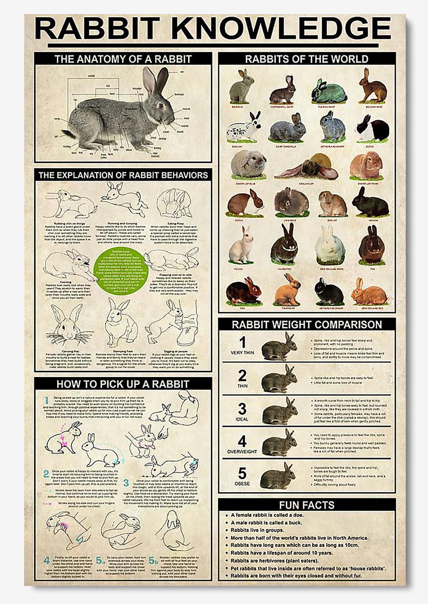 Rabbit Basic Information Animal Knowledge Wall Art For Homeschool Home Decor Poster