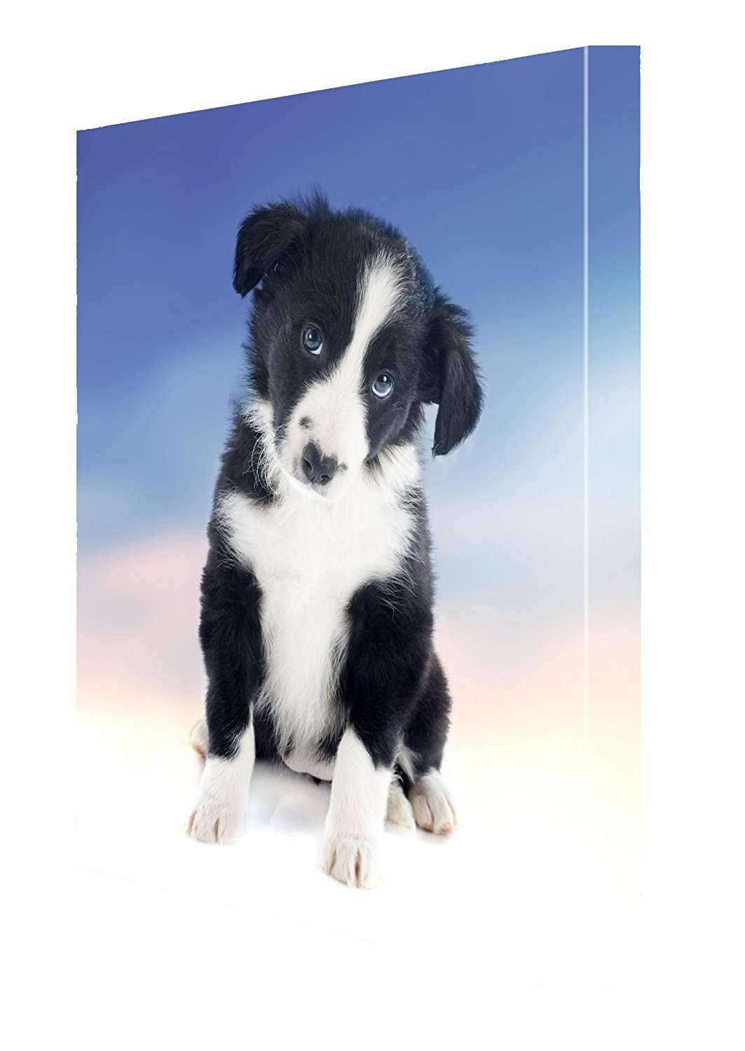 Border Collie Puppy Dog Canvas