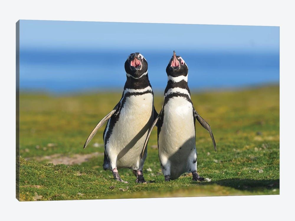 The Voice Of Falklands -Magellanic Penguins Canvas Poster 8″x12″ 12×18″ 18″x26″ 24″x36″ 30″x45″