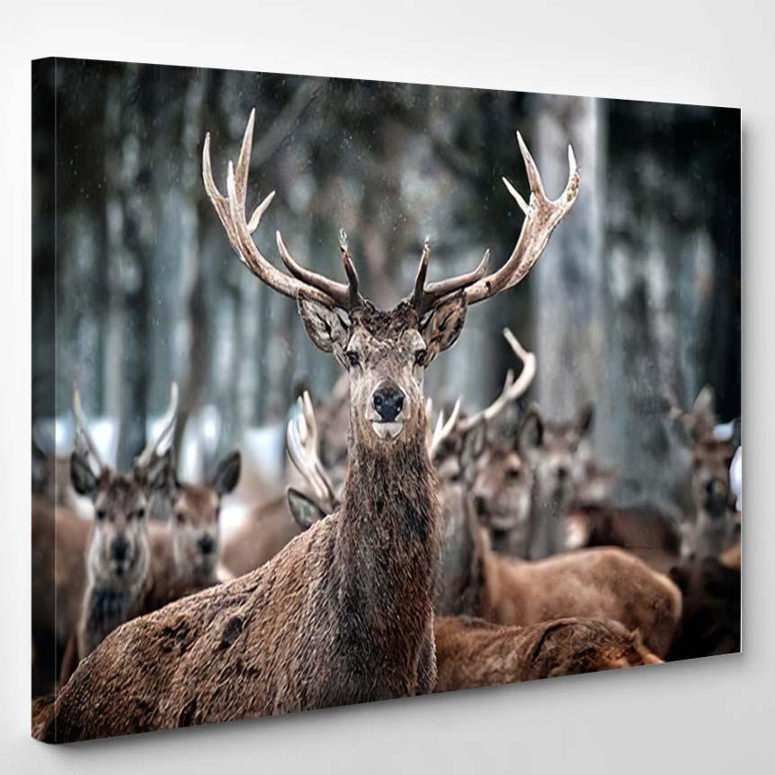 Red Deer Stag Herd Cervus Elaphus – Deer Animals Canvas Print