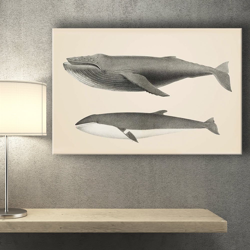 Ahum Back And Minke Whale Canvas Print – Canvas Painting, Canvas Art, Wall Art, Wall Decor