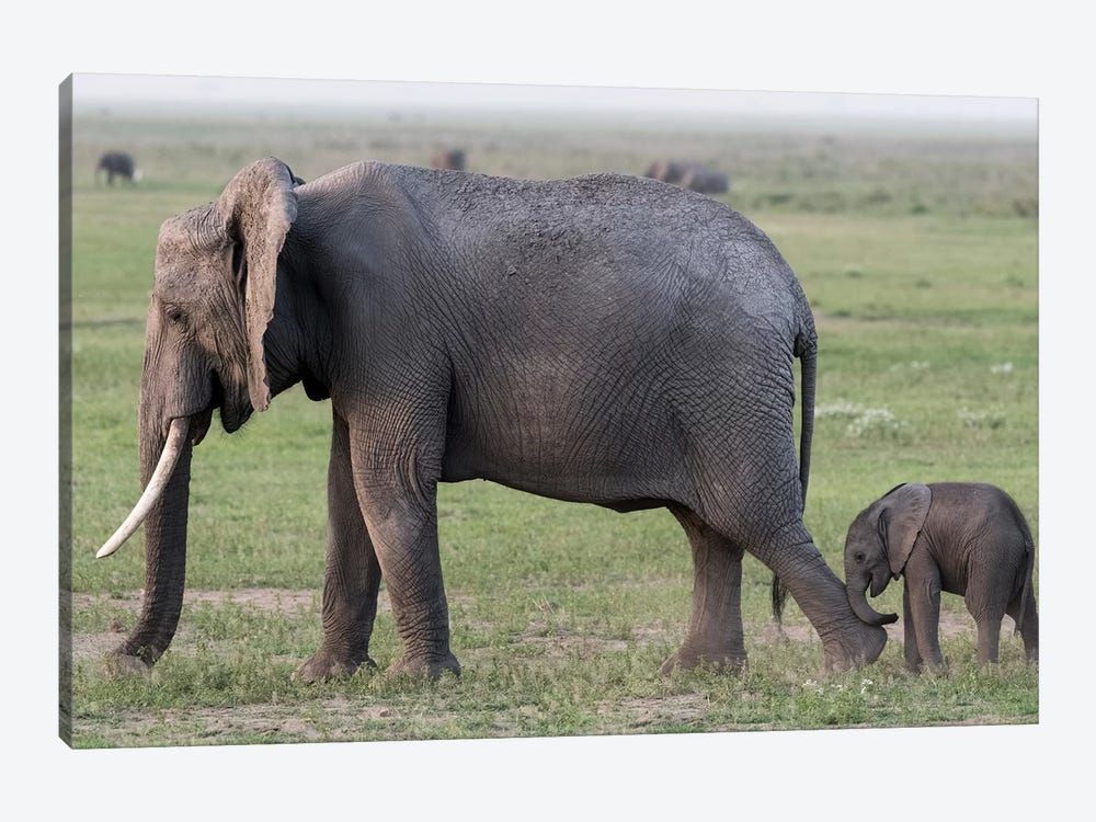 Africa, Kenya, Amboseli National Park. Mother elephant and baby walking. Canvas Poster 8″x12″ 12×18″ 18″x26″ 24″x36″ 30″x45″