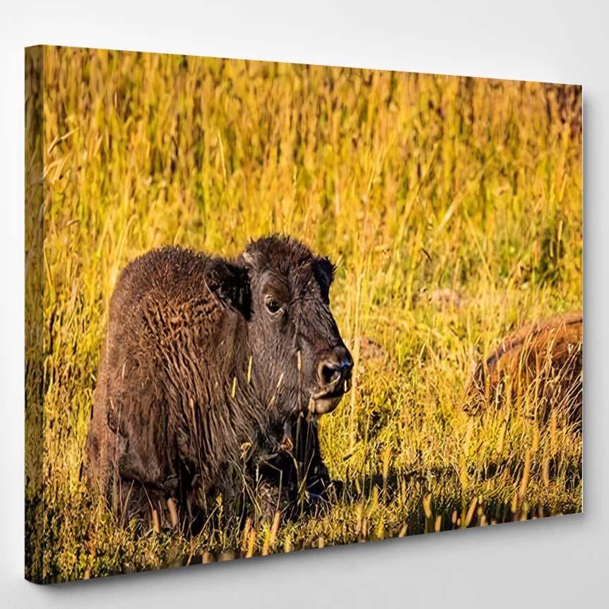 Wild Bison Calf Resting Yellowstone National – Bison Animals Canvas Print