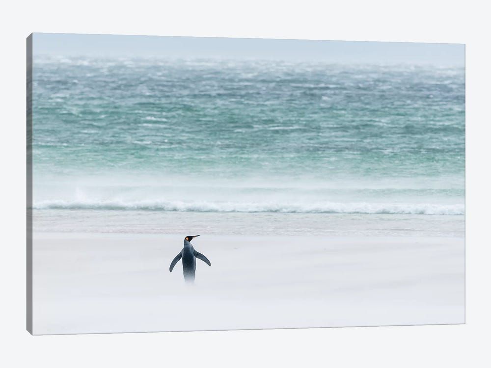 King Penguin On Windy Beach, Volunteer Beach, East Falkland Island, Falkland Islands Canvas Poster 8″x12″ 12×18″ 18″x26″ 24″x36″ 30″x45″