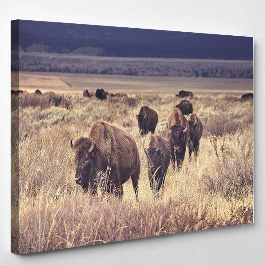 Retro Toned Herd American Bison Grazing – Bison Animals Canvas Print