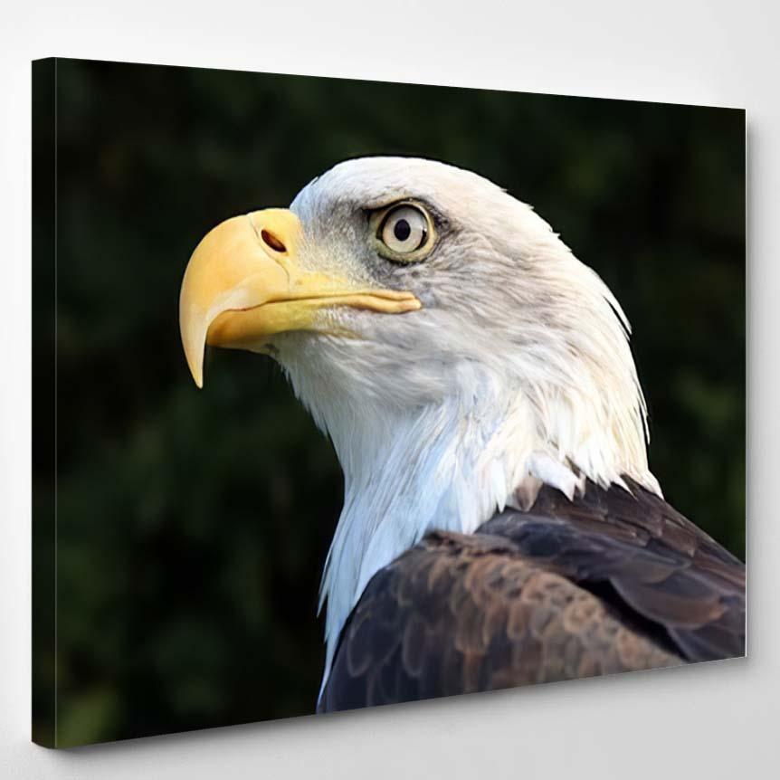 Sea Eagle 4 – Eagle Animals Canvas Print