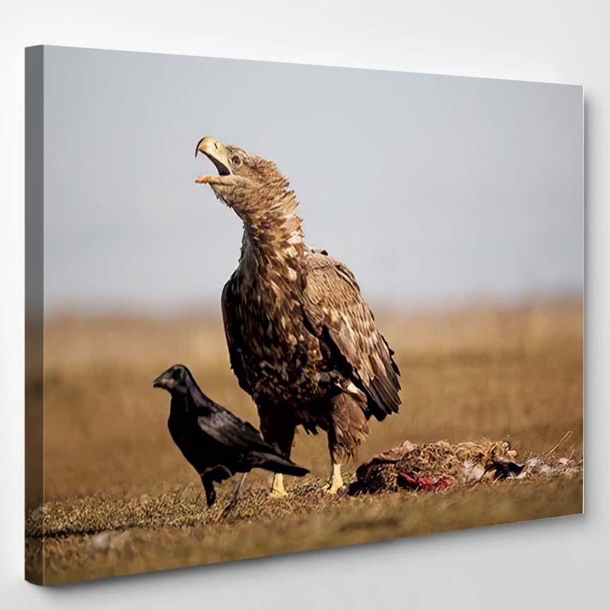 Whitetailed Eagle Haliaeetus Albicilla On Diet – Eagle Animals Canvas Print