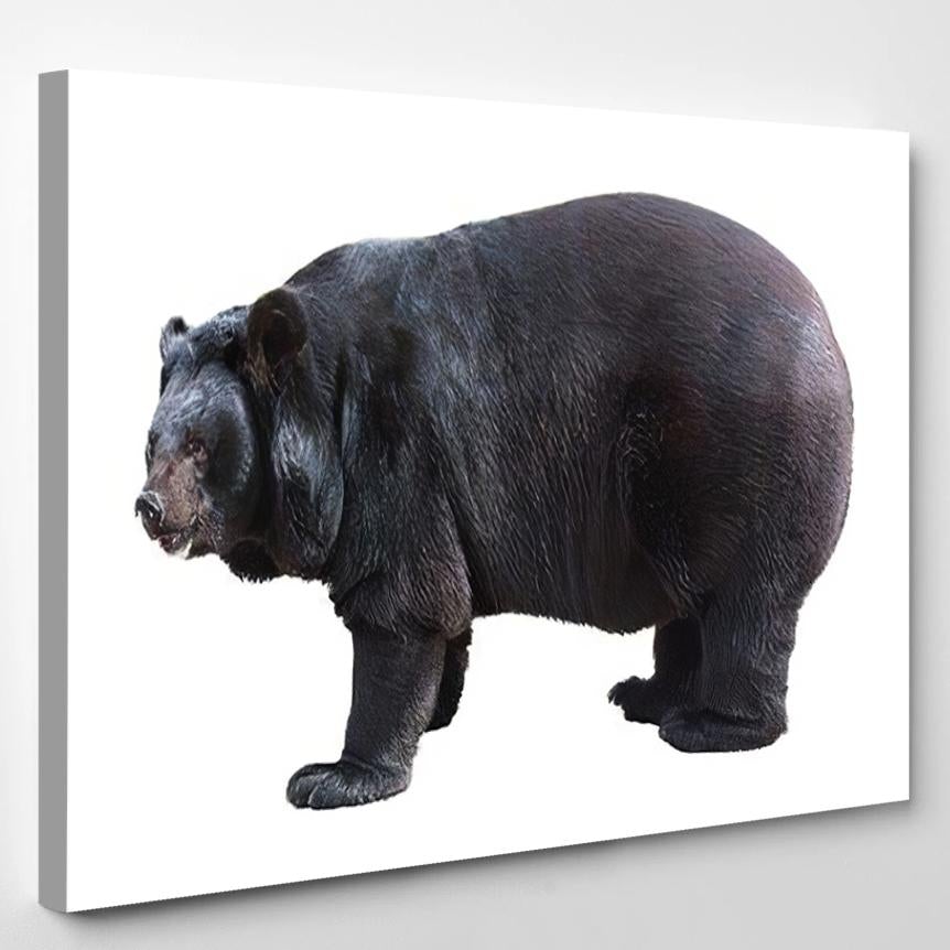 Standing Asiatic Black Bear Tibetan Himalayan – Bear Animals Canvas Print