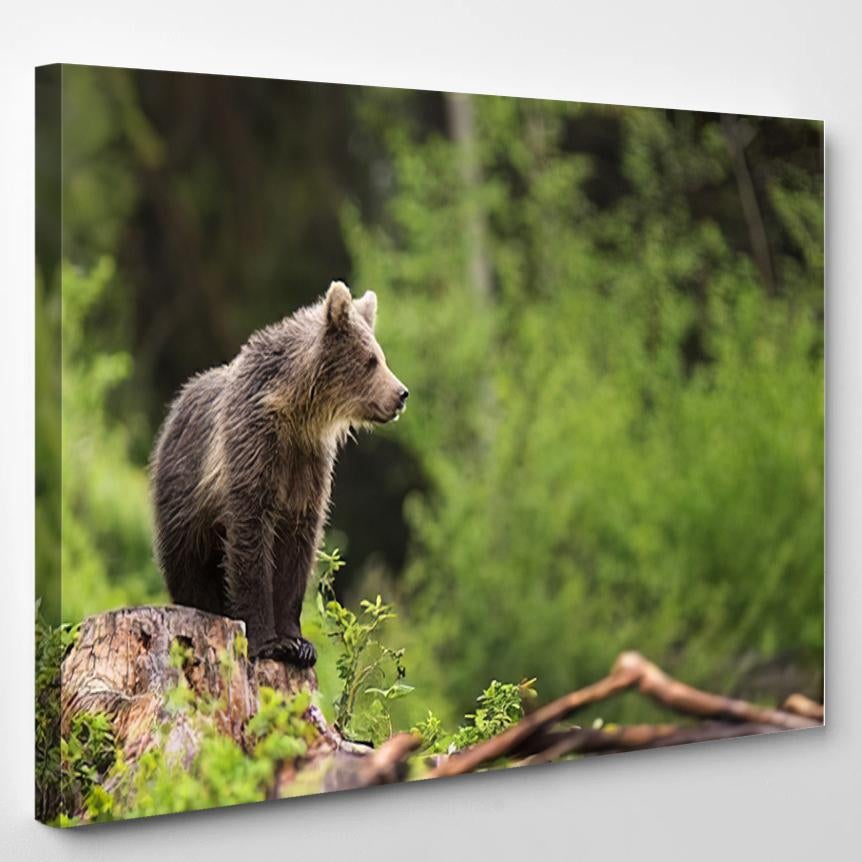 Young Broown Bear Ursus Arctos 1 – Bear Animals Canvas Print